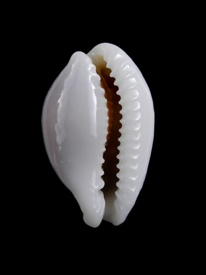 Cypraea exmouthensis magnifica. 30 mm Gem-7383