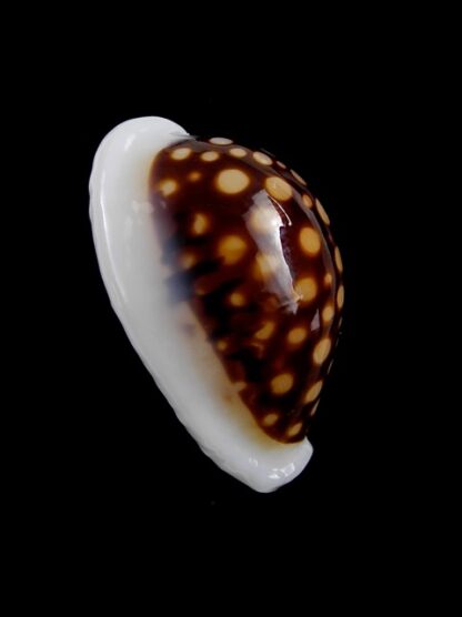 Cypraea exmouthensis magnifica. 30 mm Gem-7385