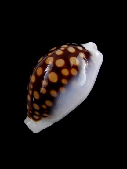 Cypraea exmouthensis magnifica. 30 mm Gem-7381