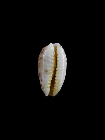 Cypraea nanostraca 13,3 mm Gem-7263
