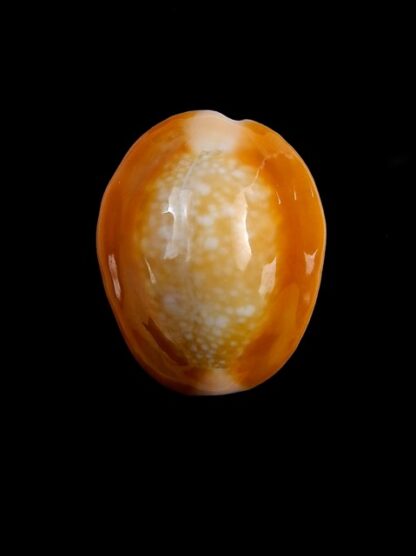 Cypraea caputserpentis " caramel" Gem 24,4 mm-0