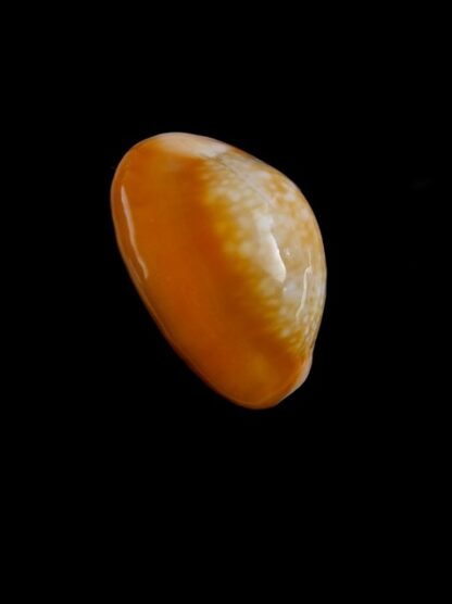 Cypraea caputserpentis " caramel" Gem 24,4 mm-7298