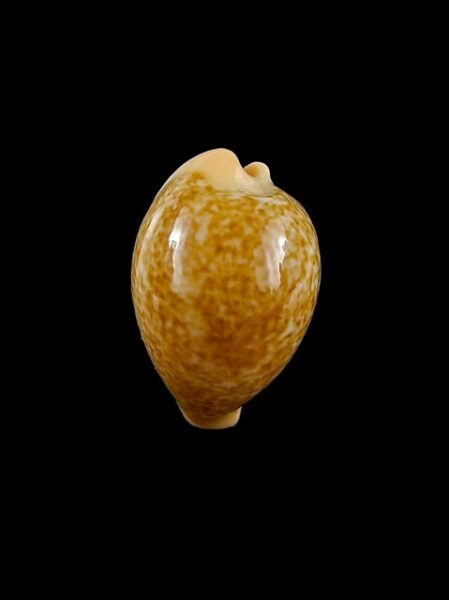 Cypraea barclayi Gem 24,1 mm-0