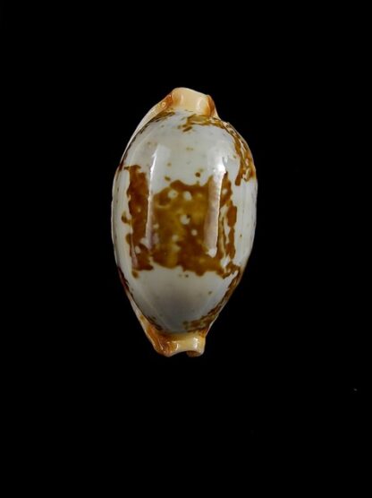 Cypraea stolida rubiginosa f. rufodentata 25,3 mm Gem-0
