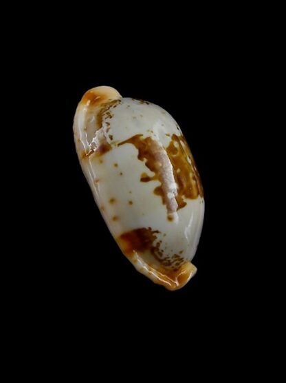 Cypraea stolida rubiginosa f. rufodentata 25,3 mm Gem-7305