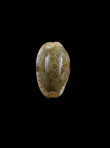 Cypraea erosa chlorizans " Dwarf" Gem 20,7 mm-0