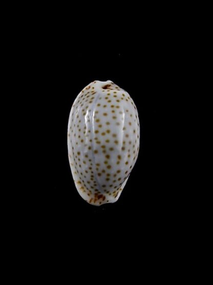 Cypraea irrorata " GEANT" 16,6 mm Gem-0