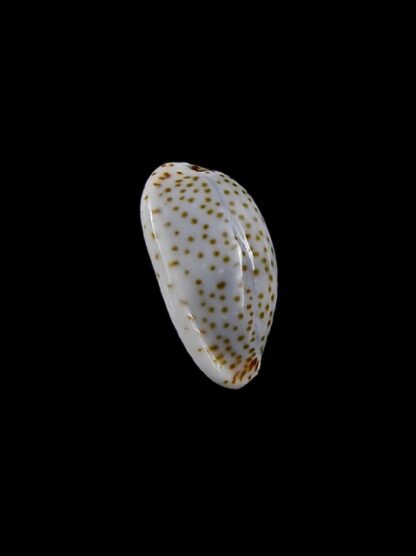 Cypraea irrorata " GEANT" 16,6 mm Gem-7329