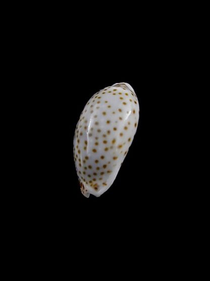 Cypraea irrorata " GEANT" 16,6 mm Gem-7330