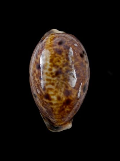 Cypraea lynx Gem 46,6 mm-7515
