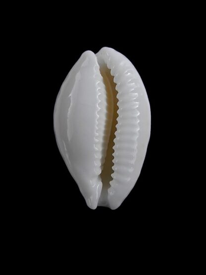 Cypraea cribraria gravida 26,4 mm-7433