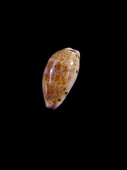 Cypraea hammondae dampierensis Gem 13,7 mm-7460