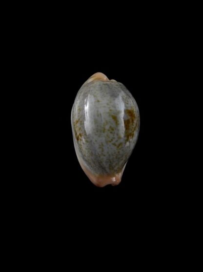 Cypraea subviridis dorsalis " Dwarf" Gem 22,3 mm-7537