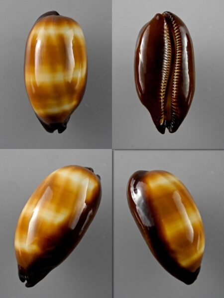 Talparia talpa f. lutani Gem 53,6 mm-0