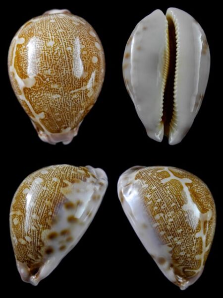 Leporicypraea mappa viridis eluceta Gem 60 mm-0
