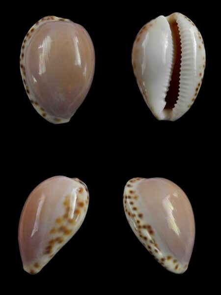 Notocypraea angustata angustata. 22,4 mm Gem-0