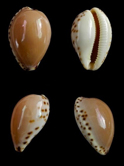 Notocypraea angustata angustata. 24,1 mm Gem-0