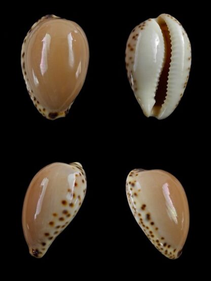 Notocypraea angustata angustata. 24,8 mm Gem-0