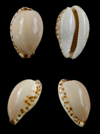 Notocypraea angustata f. molleri Gem 25,3 mm-0