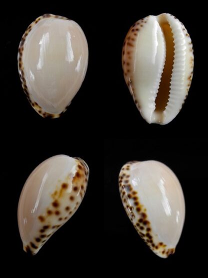 Notocypraea angustata f. molleri Gem 24,5 mm-0