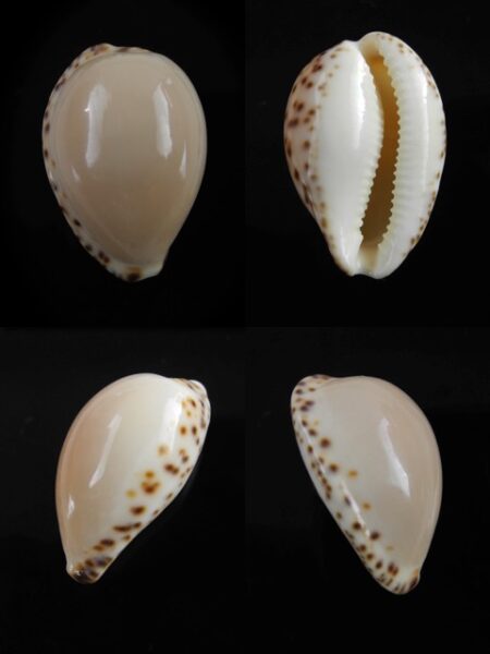 Notocypraea angustata f. molleri Gem 24,9 mm-0