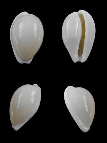 Cypraea comptonii mayi f. casta 25 mm Gem-0