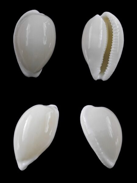 Cypraea comptonii mayi f. casta 26,2 mm Gem-0