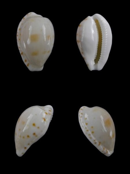 Cypraea comptoni mayi f. wilkinsi 18,4 mm Gem-0