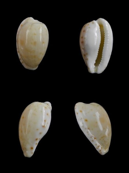 Cypraea comptoni mayi f. wilkinsi 18,9 mm Gem-0