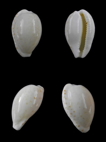 Cypraea comptoni mayi f. wilkinsi 20,7 mm Gem-0