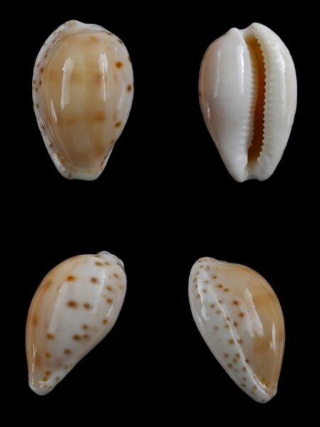 Notocypraea comptonii mayi Gem 22,2 mm-0