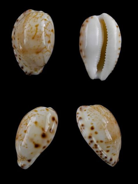 Notocypraea comptonii mayi Gem 22 mm (very unusual pattern )-0