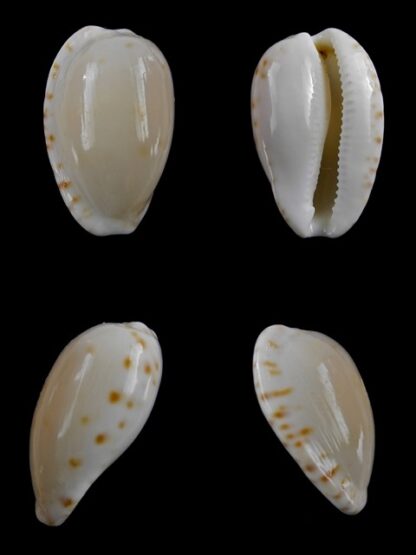 Notocypraea comptonii mayi Gem 23,4 mm-0
