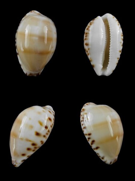 Notocypraea comptonii mayi Gem 25,1 mm-0