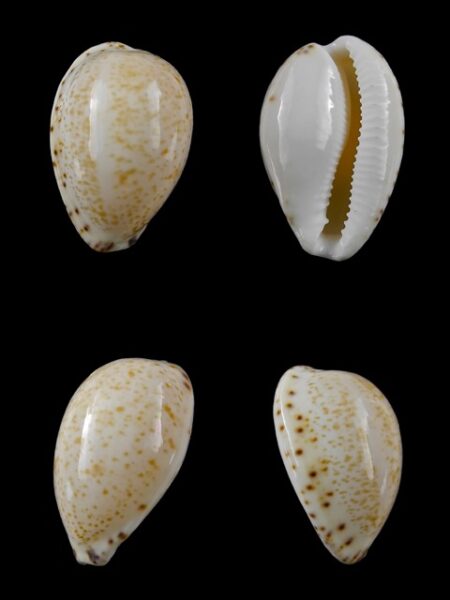 Notocypraea declivis 26,6 mm Gem.-0