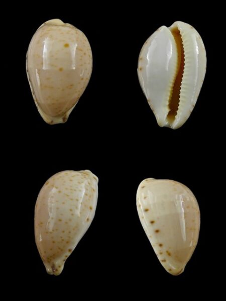 Notocypraea declivis 26,9 mm Gem.-0