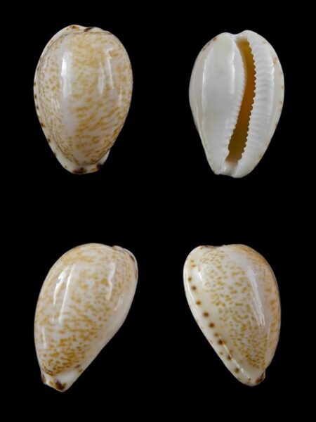 Notocypraea declivis 26 mm Gem.-0