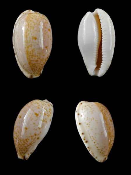 Notocypraea declivis " Bicolor" 27 mm Gem.-0