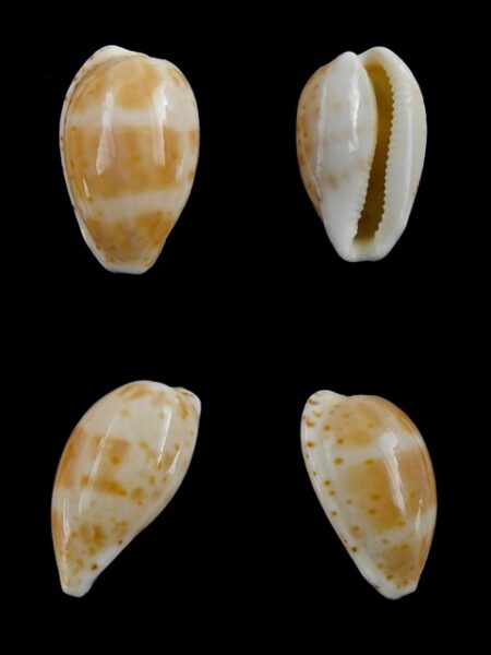 Cypraea piperita bicolor 20,3 mm Gem-0
