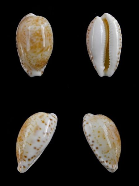 Cypraea piperita bicolor 21,8 mm Gem-0