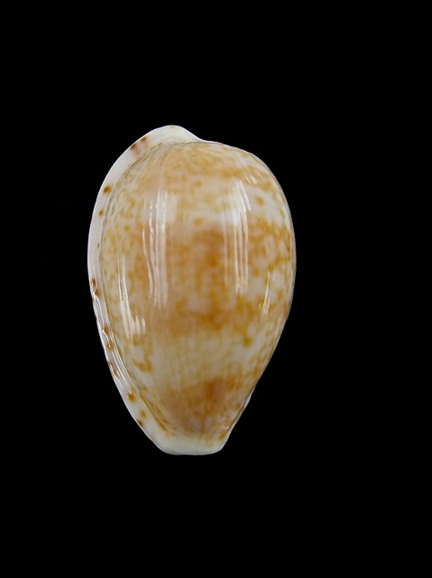Cypraea piperita bicolor 22,7 mm Gem-7131