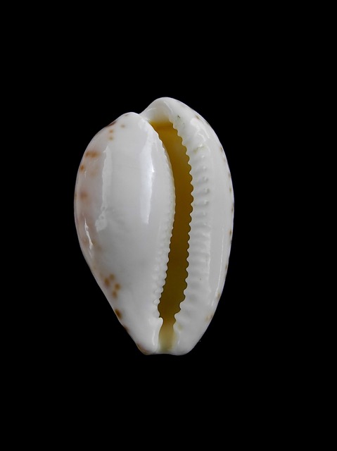 Cypraea piperita bicolor 22,7 mm Gem-7132