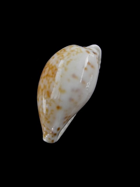 Cypraea piperita bicolor 22,7 mm Gem-7129