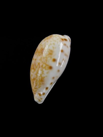 Cypraea piperita bicolor 22,6 mm Gem-7119