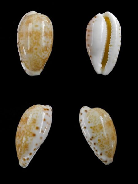 Cypraea piperita bicolor 22,6 mm Gem-0