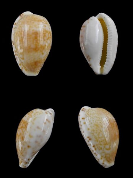 Cypraea piperita bicolor 22,7 mm Gem-0