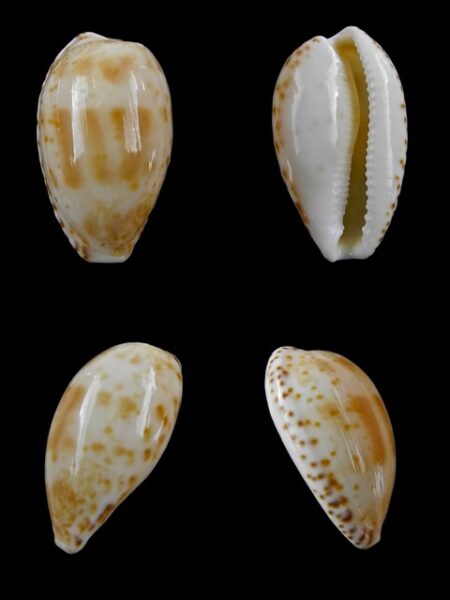Cypraea piperita bicolor 22,9 mm Gem-0