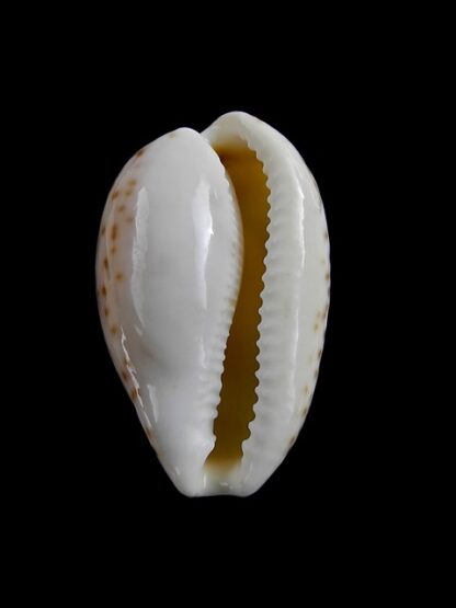 Cypraea piperita bicolor 24,5 mm Gem-7149