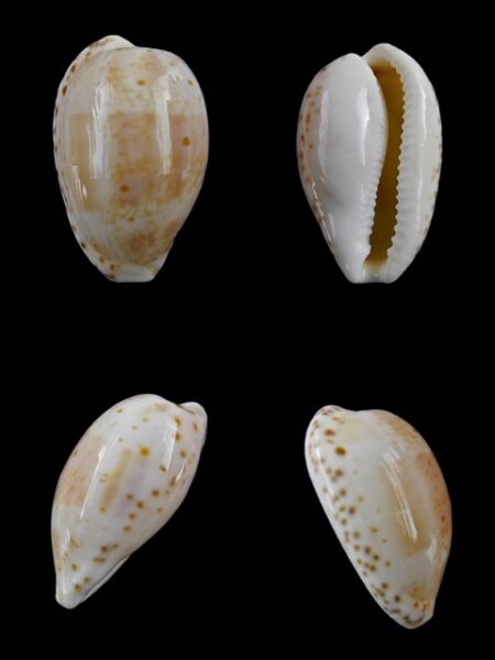Cypraea piperita bicolor 24,5 mm Gem-0