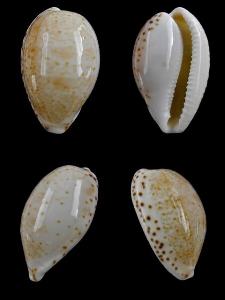 Cypraea piperita piperita Gem 25,4 mm-0